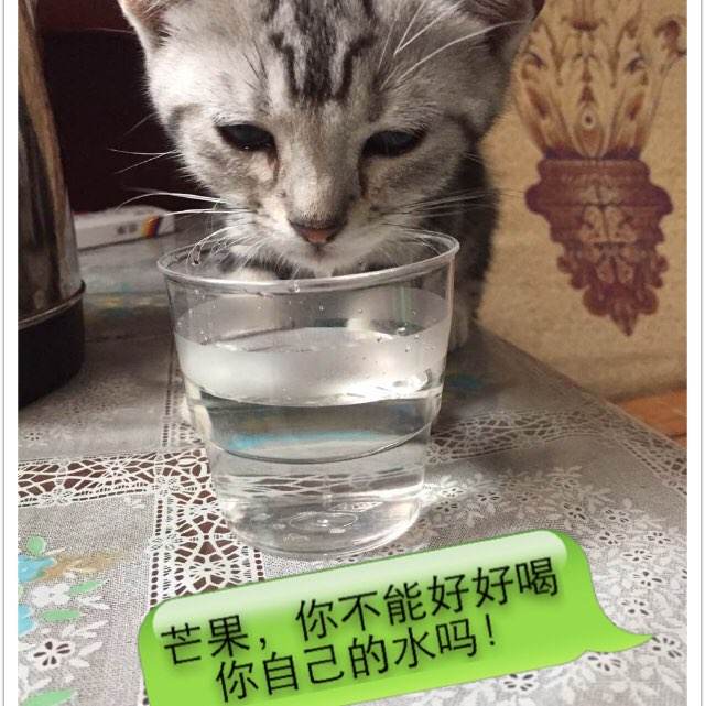 购买内华达州身份证